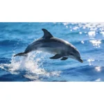 MausePAD (Delfin) Animales - Imagen 3