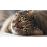MausePAD (Gato) Animales - Imagen 3